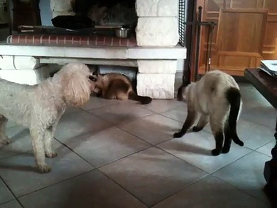 chat-chien-drole-trop-marrant