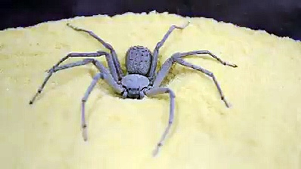 Admirez la capacité de camouflage de cette araignée !