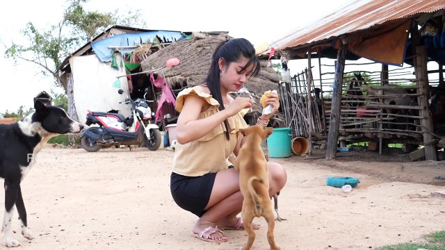 Top Smart and cute dog videos - Beautiful girl playing and give food to puppies Part 3