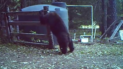 Quand un ours s'amuse dans ton jardin !