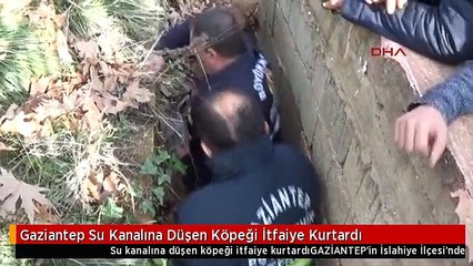 Gaziantep Su Kanalına Düşen Köpeği İtfaiye Kurtardı
