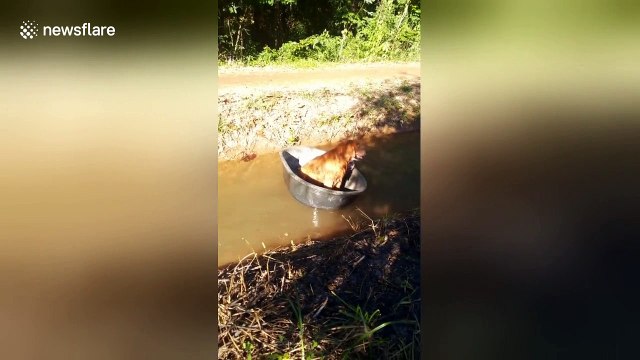 Two dogs floating down canal in old bath tub