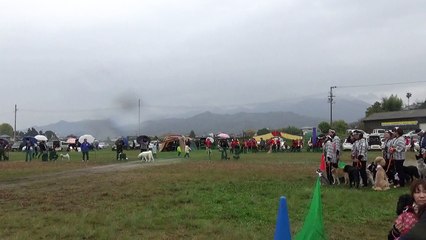 えひめ犬国体内西条ﾃﾞﾓﾁｰﾑ『フェニックス』