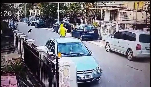 Herói do dia: cão valente salva mulher de um assalto e faz ladrão fugir a sete pés!