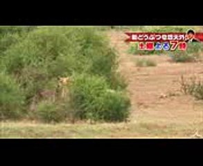 世界中で動物たちの命のドラマを追った!! 71(土)『新どうぶつ奇想天外! 』【TBS】