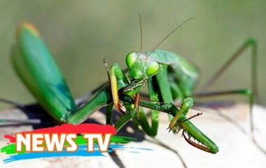 Những sát thủ tàn bạo trong thế giới động vật