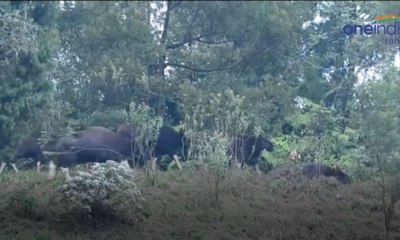 காட்டெருமைகளை தடுக்க சுற்றுலா பயணிகள் கோரிக்கை- வீடியோ