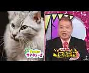ヒアリだけじゃない! 外来危険生物を捕獲!! 726(水)『生き物にサンキュー』＆『 VSリアルガチ危険生物』合体3時間SP!!【TBS】