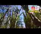 猛毒を食べる! 原始のサルの島 917(日)『世界遺産』「アツィナナナの雨林群（マダガスカル）」【TBS】