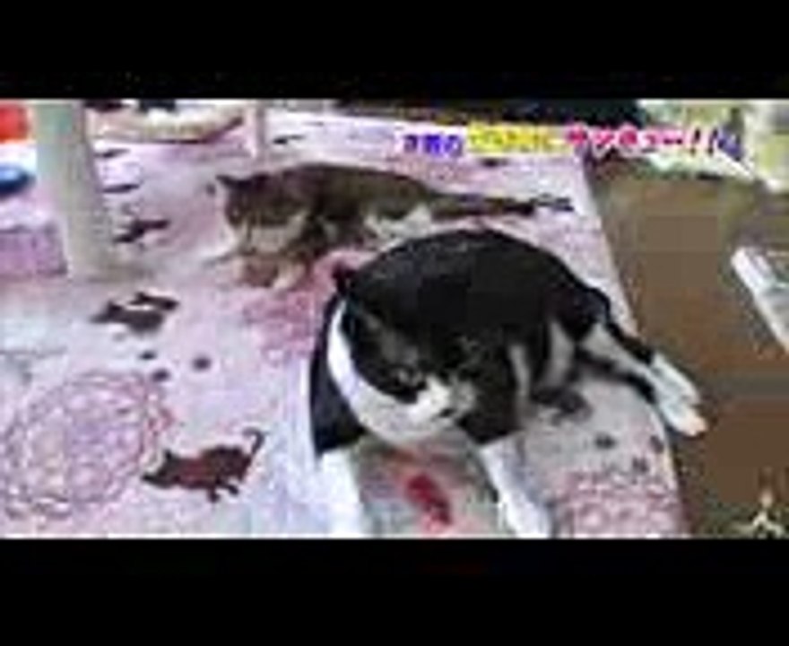 NMB48 渋谷凪咲がオーストラリアで絶滅危惧種との自撮にチャレンジ!! 118(水)『生き物にサンキュー』＆『 VSリアルガチ最強生物』合体3時間SP!!【TBS】