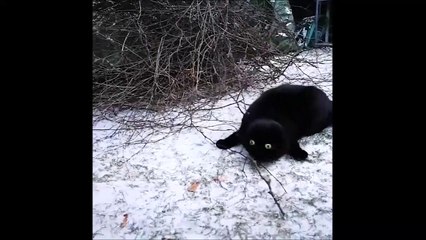 Quand ton chat pète un câble dans la neige !