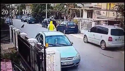 Un chien errant protège une femme d'un vol à l'arraché (Mont