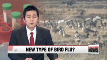 Tests indicate possible mixture of highly pathogenic bird flu strains: Quarantine Agency
