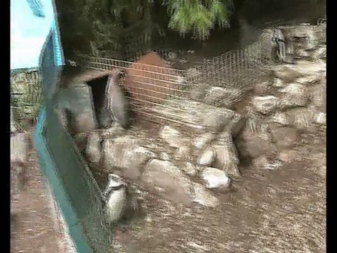 Zoo Beauval-Manchots (2)