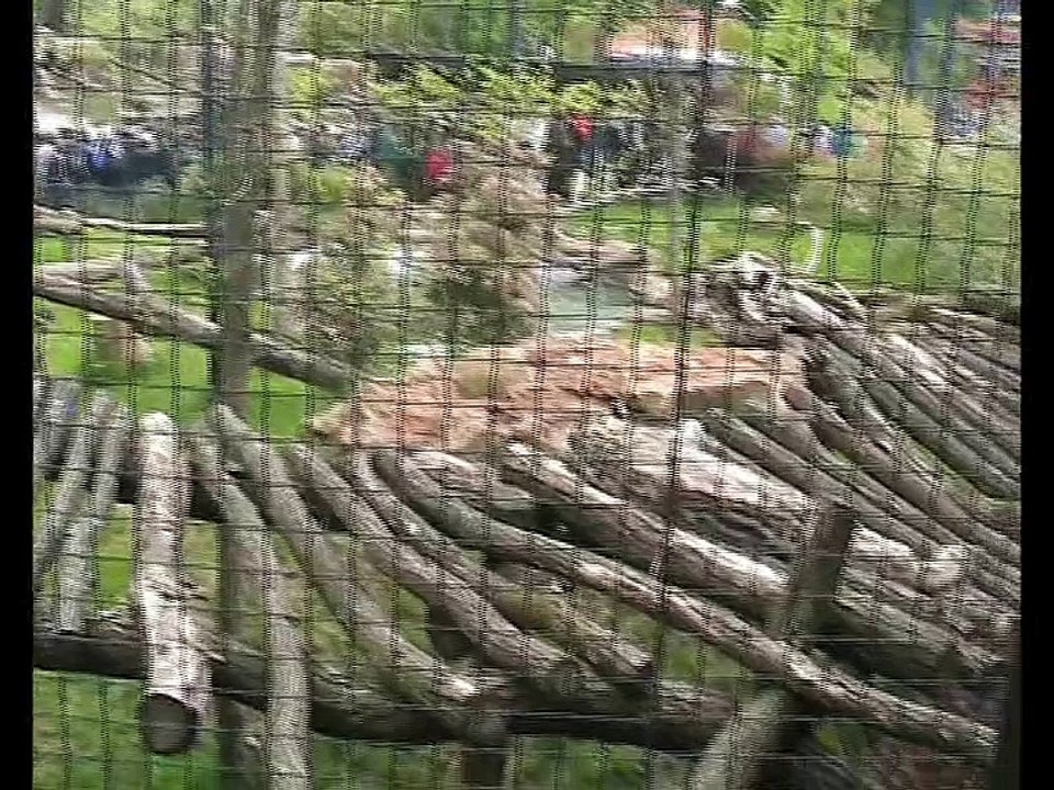 Zoo Beauval-Panthère des neiges