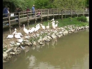 Zoo Beauval-Pélicans