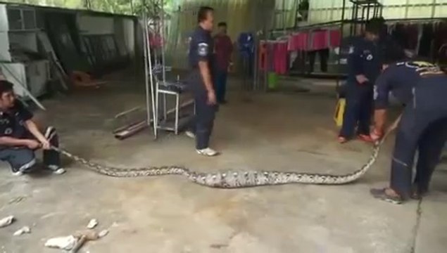 Ce python a eu les yeux plus gros que le ventre et s'est coincé dans un tuyau après avoir avalé un gros lézard