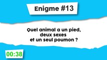 Énigme #13 : Animal bizarre