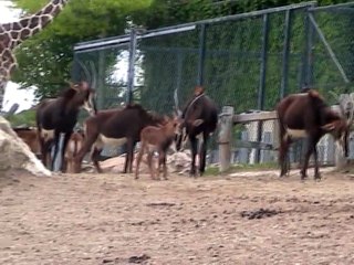 Zoo Beauval-Savane africaine (2)
