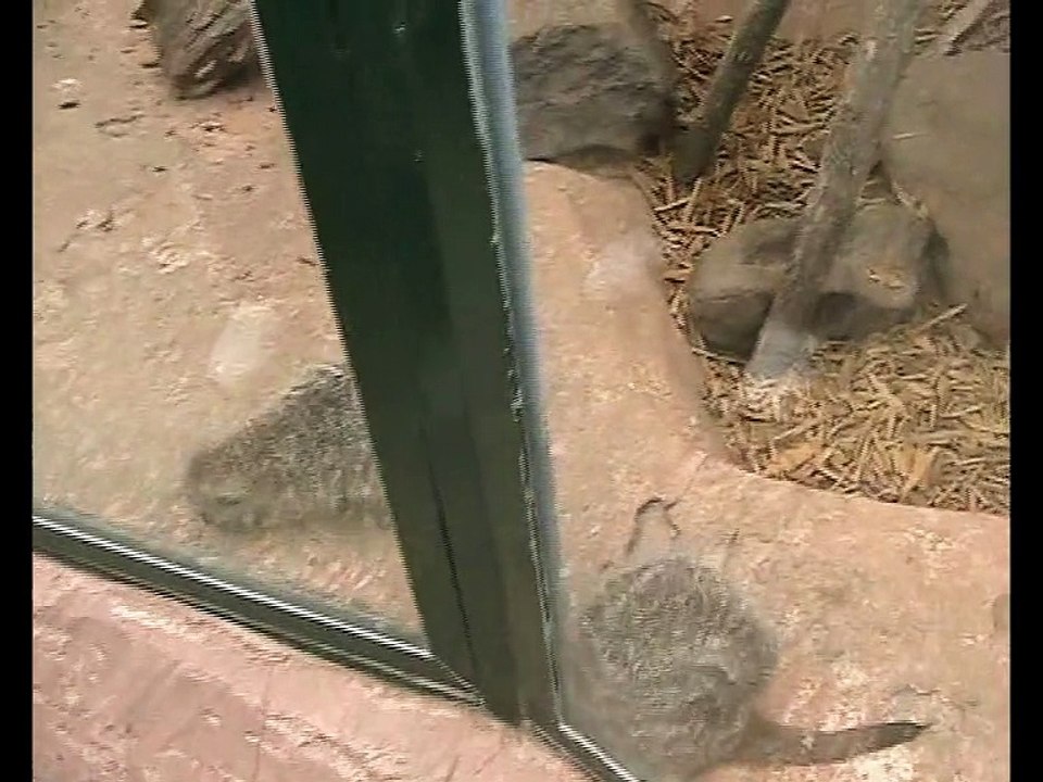 Zoo Beauval-Suricates