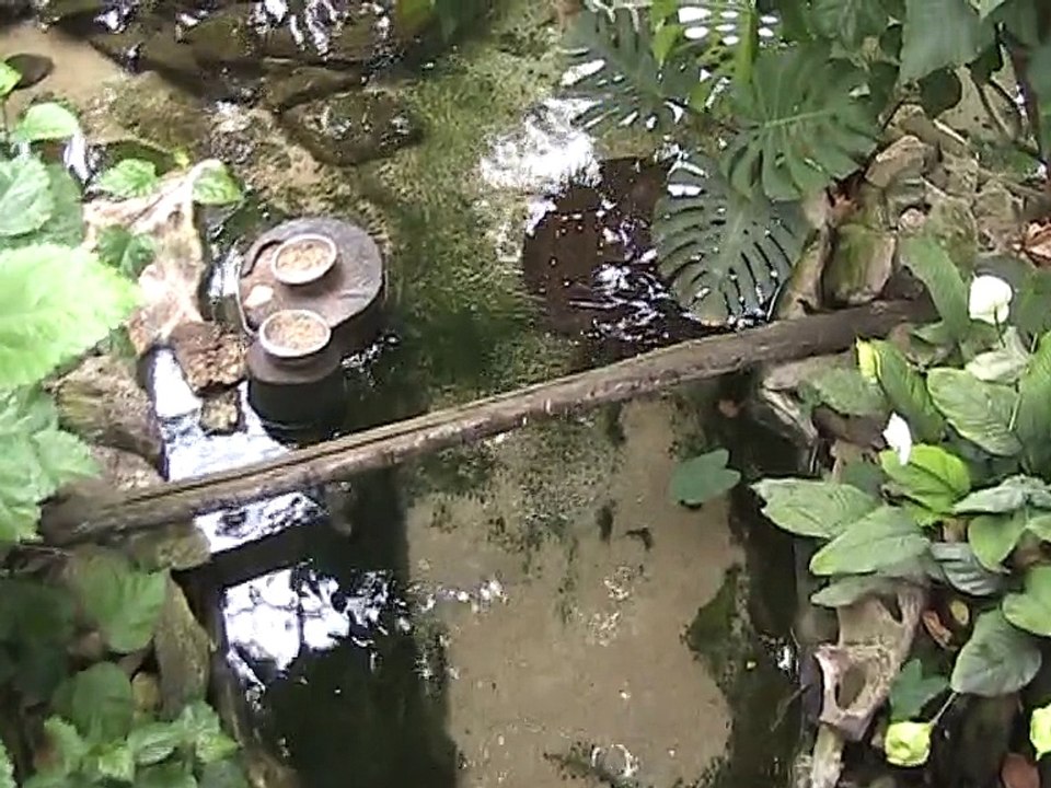 Zoo Beauval-Raies