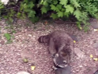 Zoo Beauval-Raton-laveur (2)