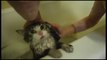 Funny Cats! - Cats Hate Water! - Funny Cats in Water Compilation