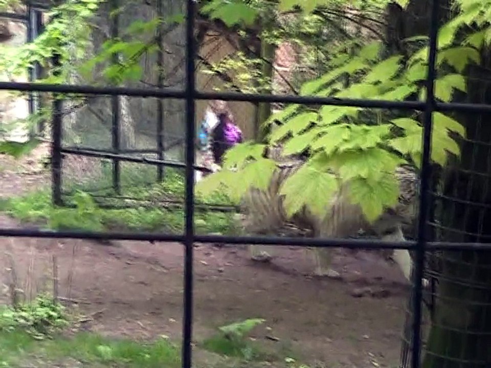 Zoo Beauval-Tigre blanc (4)