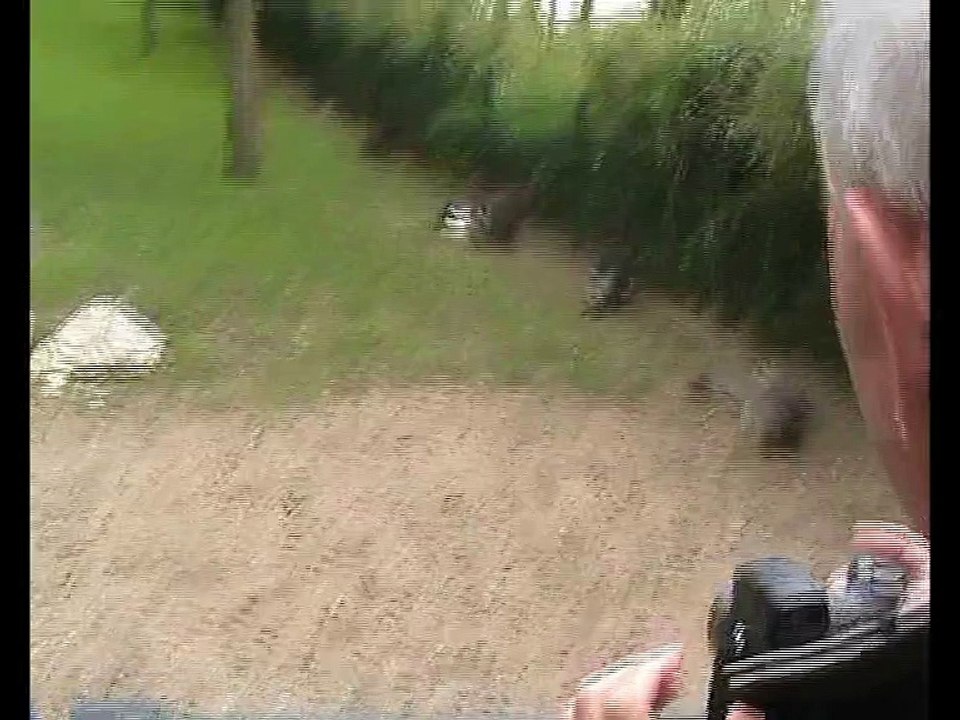 Zoo Beauval-Wallaby de Bennett (1)