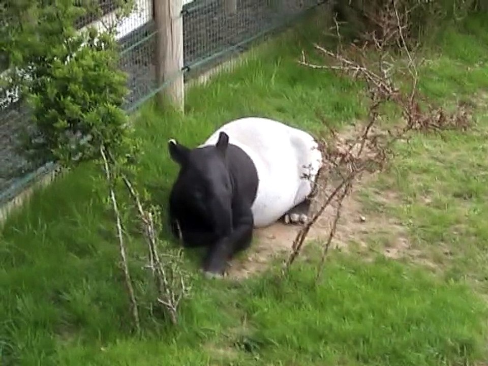 Zoo Beauval-Tapir malais