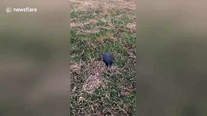 Armadillo does backflip when scared away from field by hunter