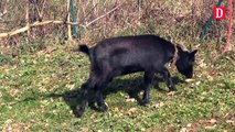 Galey : des chèvres naines assurent l'entretien des espaces verts