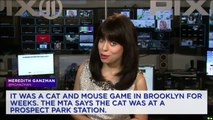 Cat Rescued from New York City Subway Station