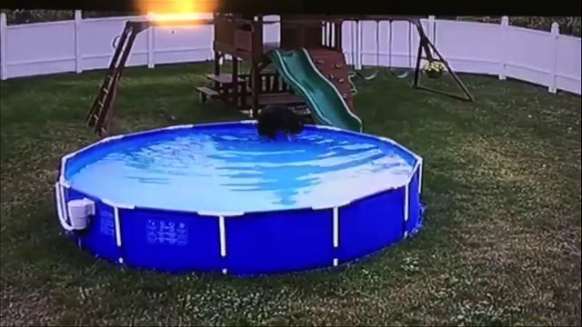 Iza njegove kuće su dopirali ČUDNI ZVUKOVI, a kada je pogledao BAZEN imao je šta i vidjeti…