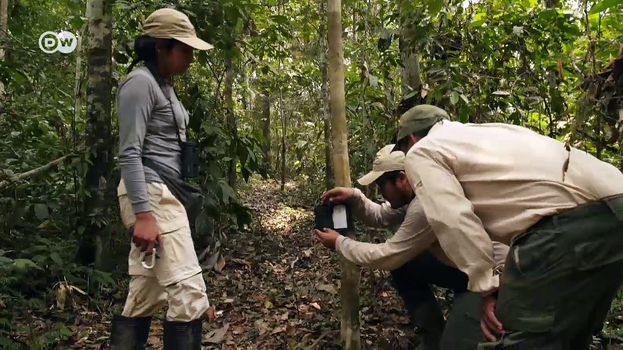 Flussschildkröten vor dem Aus in Peru | DW English