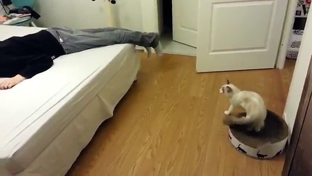 Trop mignon ce chat réagit quand son maître fait semblant de mourir !