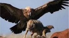 Espectaculares Cenas De Águias Atacando Animais E Pessoas