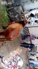 A cow attacks a man who trying to slaughter her.