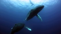 Humpback Whales off Mexico's Revillagigedo Islands