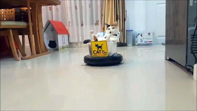 Voici Roomba Cat, le chef de la maison