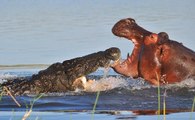 Hipopótamos E Crocodilos Em Caçadas, Lutas E Disputas - IMPERDÍVEL