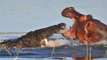 Hipopótamos E Crocodilos Em Caçadas, Lutas E Disputas - IMPERDÍVEL