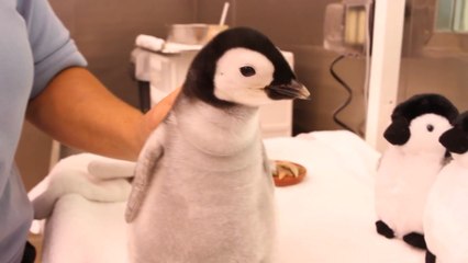 [지구촌생생영상] "고맙습니다"...새끼 황제펭귄의 배꼽 인사 / YTN