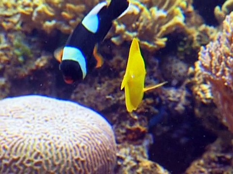 Baby Genius: Best Child Learning Software for kids ages 9mos+ BABY_NEPTUNE