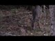 2017 Wisconsin Gun Deer Hunting Vlog - Day 8 (November 25, 2017)
