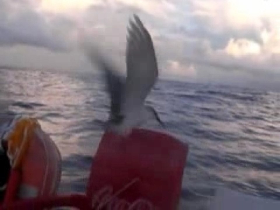 Mini-transat  2007-David Sineau-Bretagne Lapins