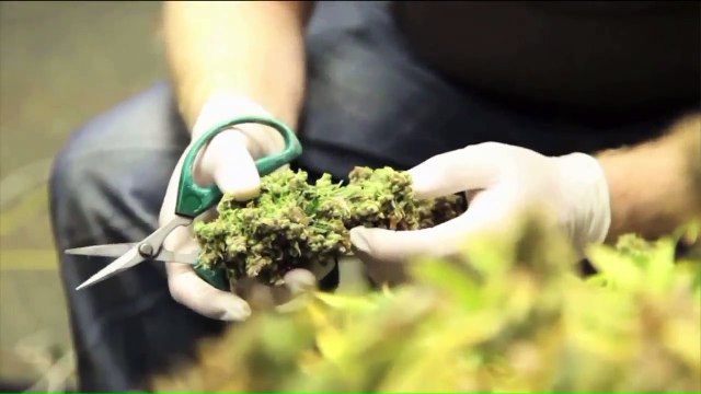 New Jersey Poised to Legalize Marijuana