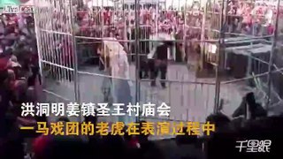 Tiger escapes his cage and attacks the spectators