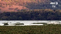 Aves llegan a El Salvador como embajadoras de biodiversidad