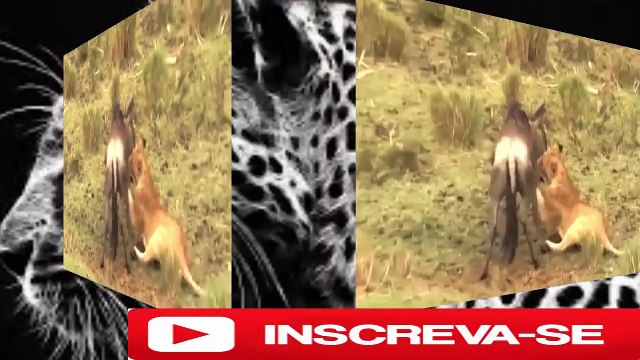 Animais selvagens atacando luta de animais selvagens 2017 briga de animais 2017